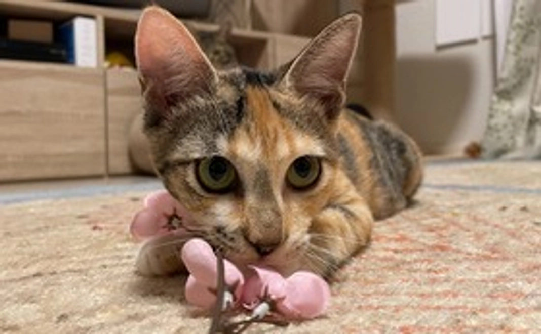 【お気持ちコース】しあわせな家族につなぐ場づくりを応援５千円