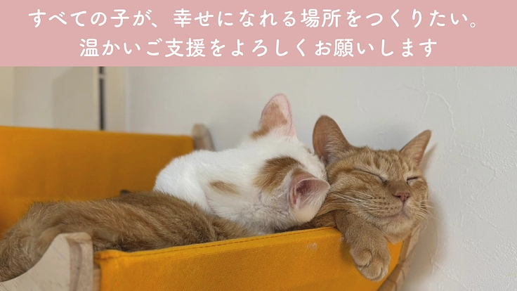 小さな命を、幸せな猫生へ繋ぐために。譲渡型ふれあいハウスの開設へ 7枚目