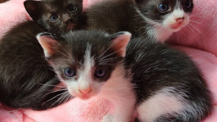 野良猫STOP！移動式手術室によるTNR活動で小さな命を救いたい 4枚目