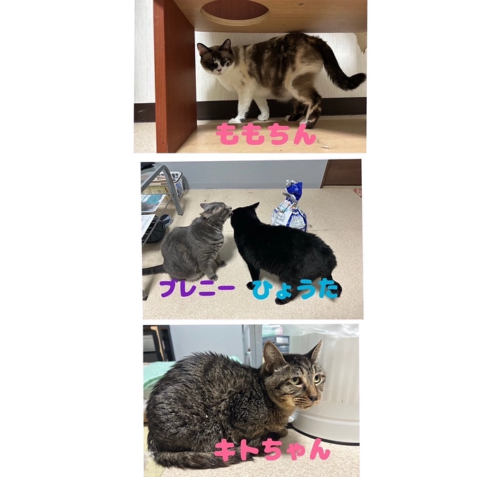 白血病キャリアのネコさん達♡