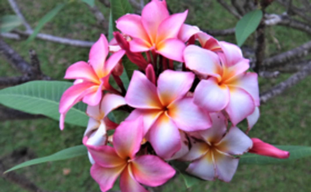 豪華なリターン不要。戦没輸送船探索の応援コース