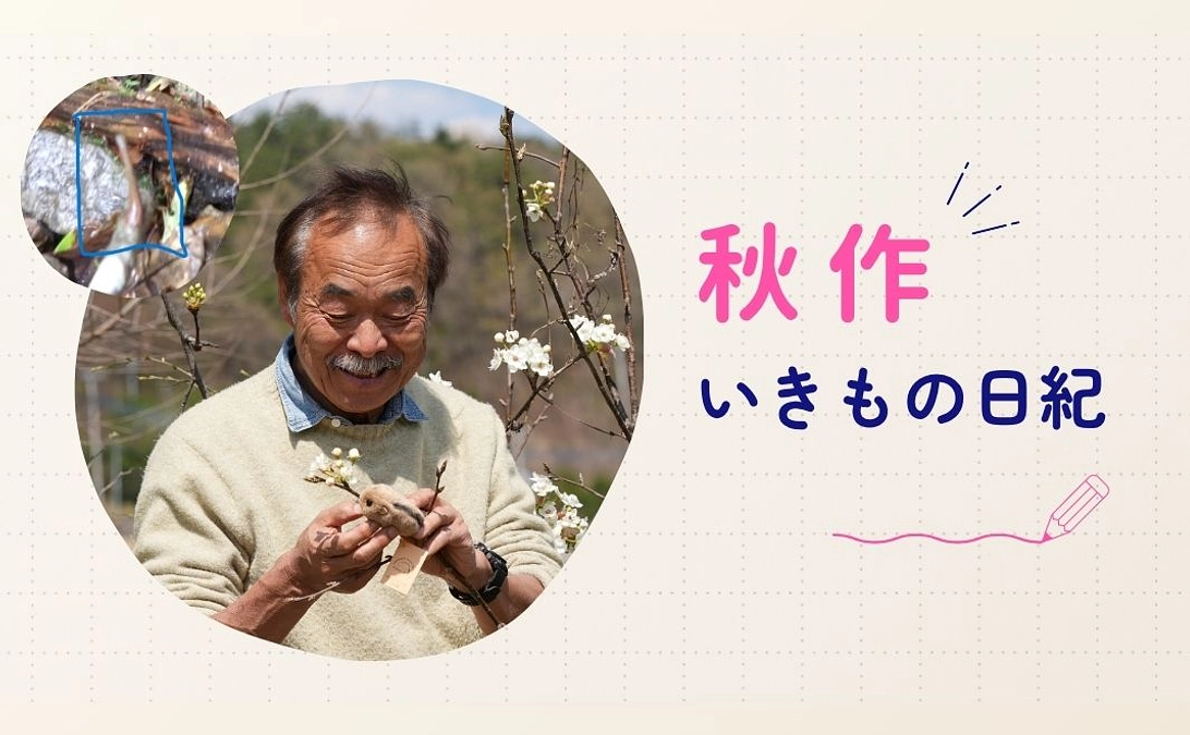 秋作 いきもの日紀 No.2　～紀伊半島のヤマネ棲む森～