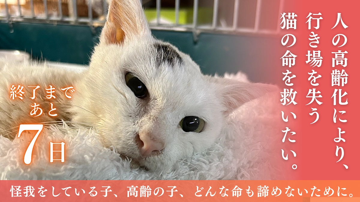 【残り7日】達成まであと58万円！温かいコメントに励まされています！最後まで駆け抜けます！