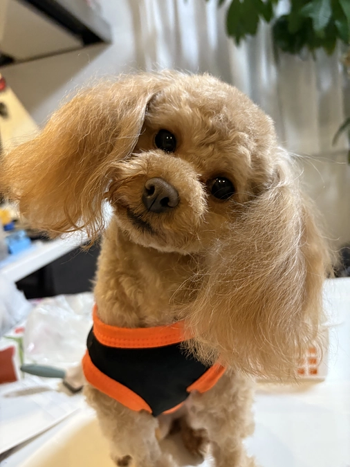 １１月１２日のゆむ君