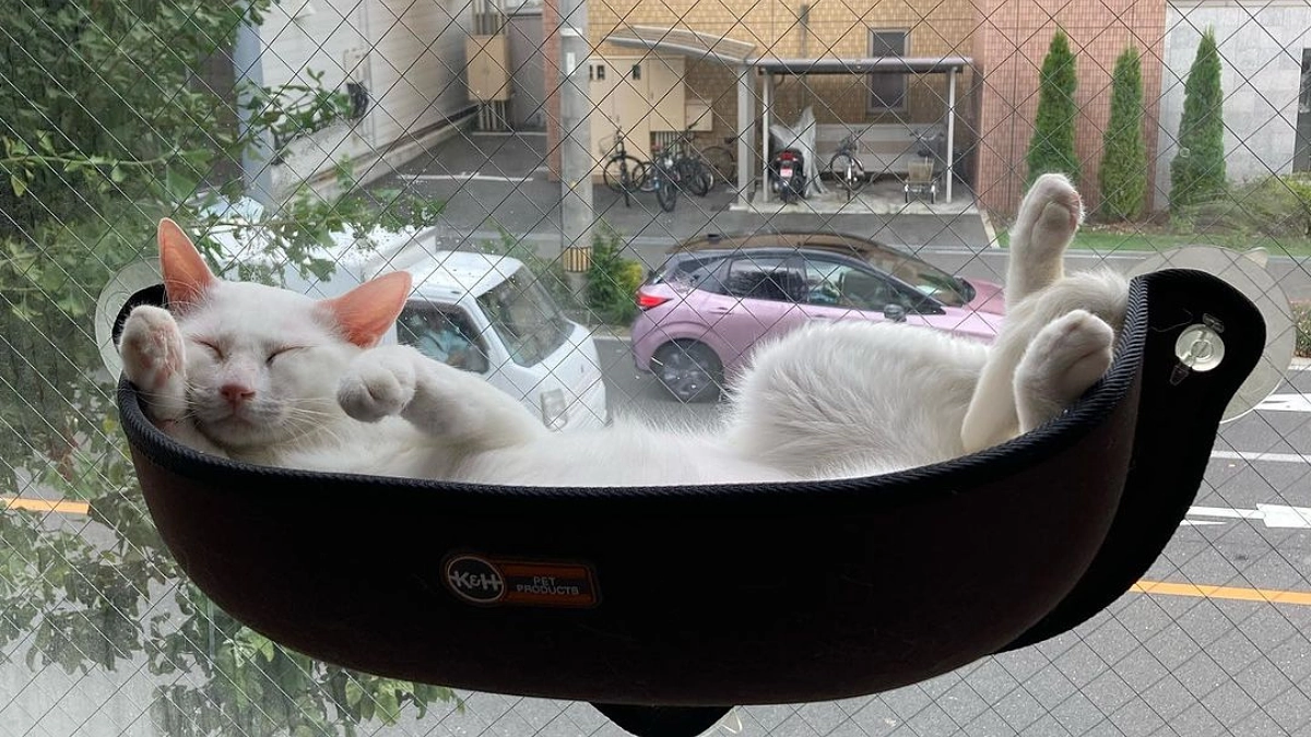 【残り4日！】猫の未来のため達成を目指します！