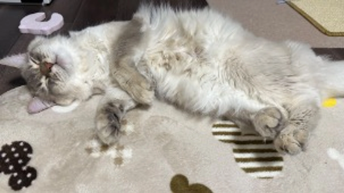 代理支援のご報告