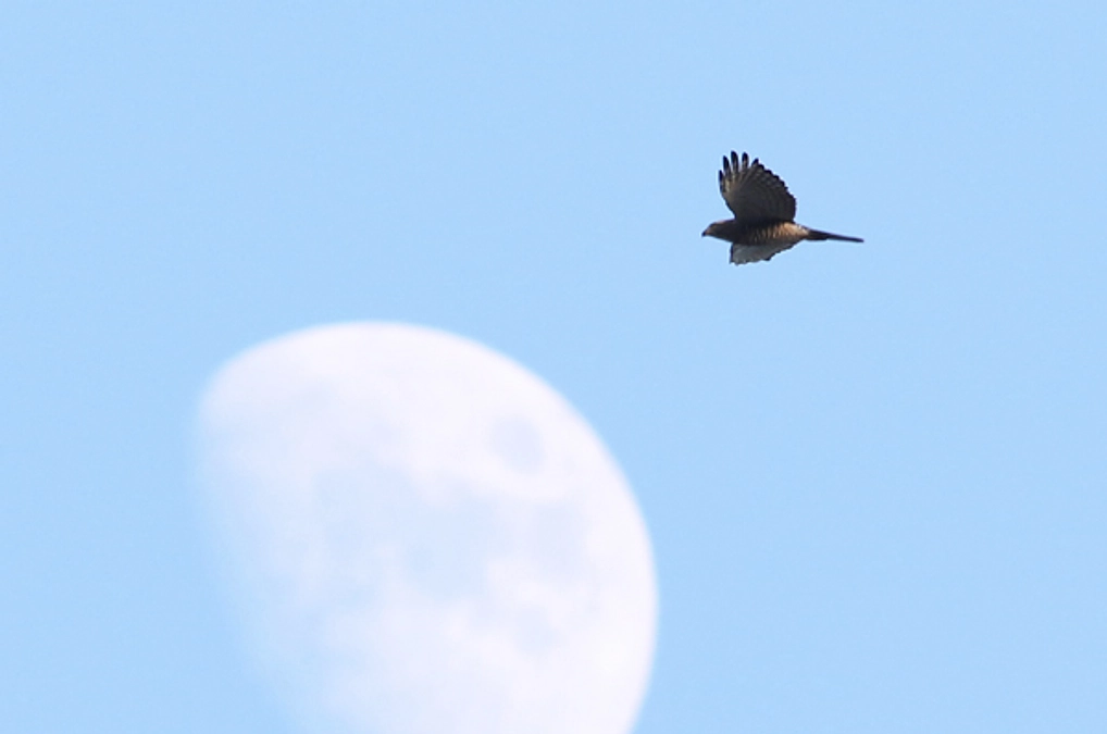 【残り1日　31日23時まで！】支援者300人を超えました！