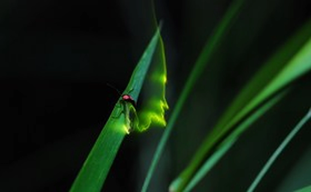 オリジナルポストカード