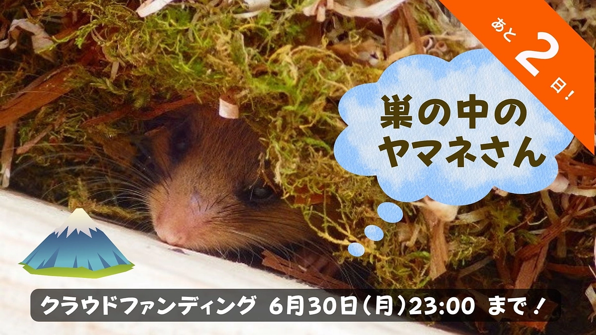 🐾いきものフィールド日記 #12『6月の富士山のヤマネさん』