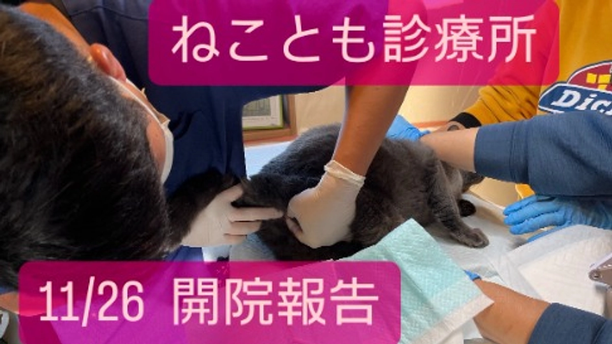 ねことも診療所 の