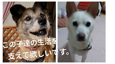 譲渡が困難なビビリ犬やシニア保護犬達の生活支援サポーター募集 のトップ画像