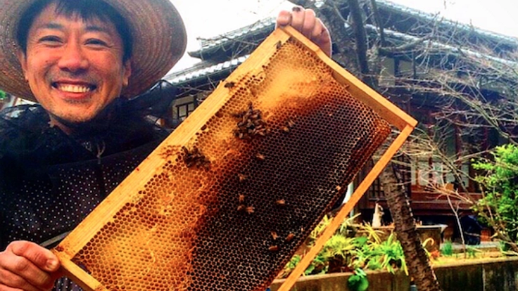 日本一緑が少ない大阪で体験型ミツバチファームをつくりたい！