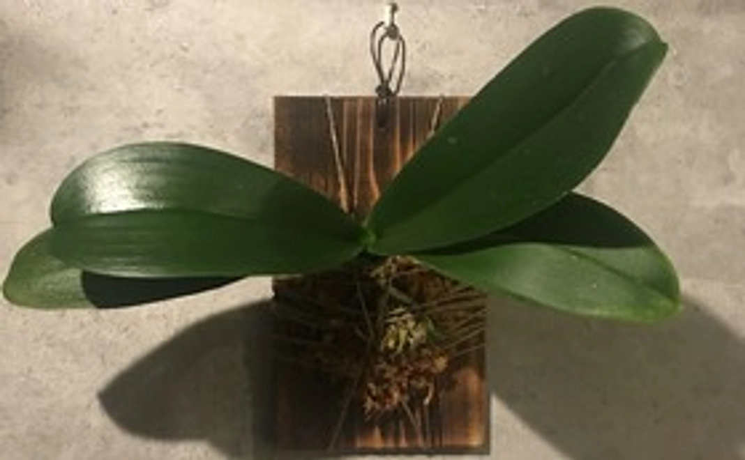 板付けの胡蝶蘭