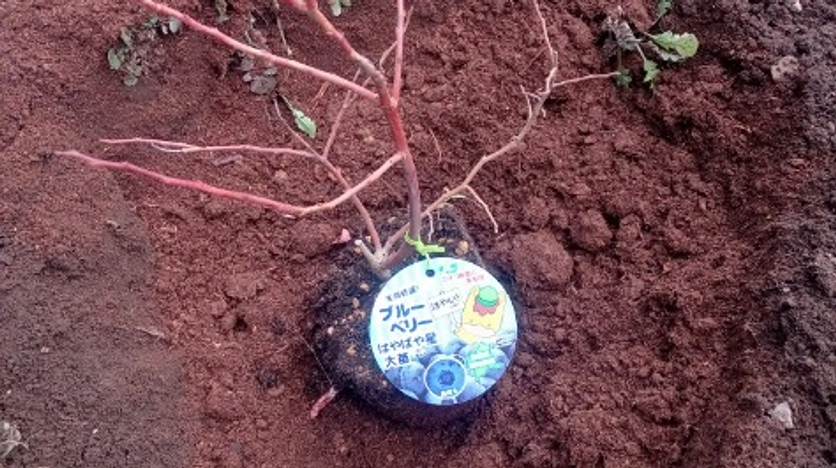 ブルーベリーを植えました！　～その２　定植～