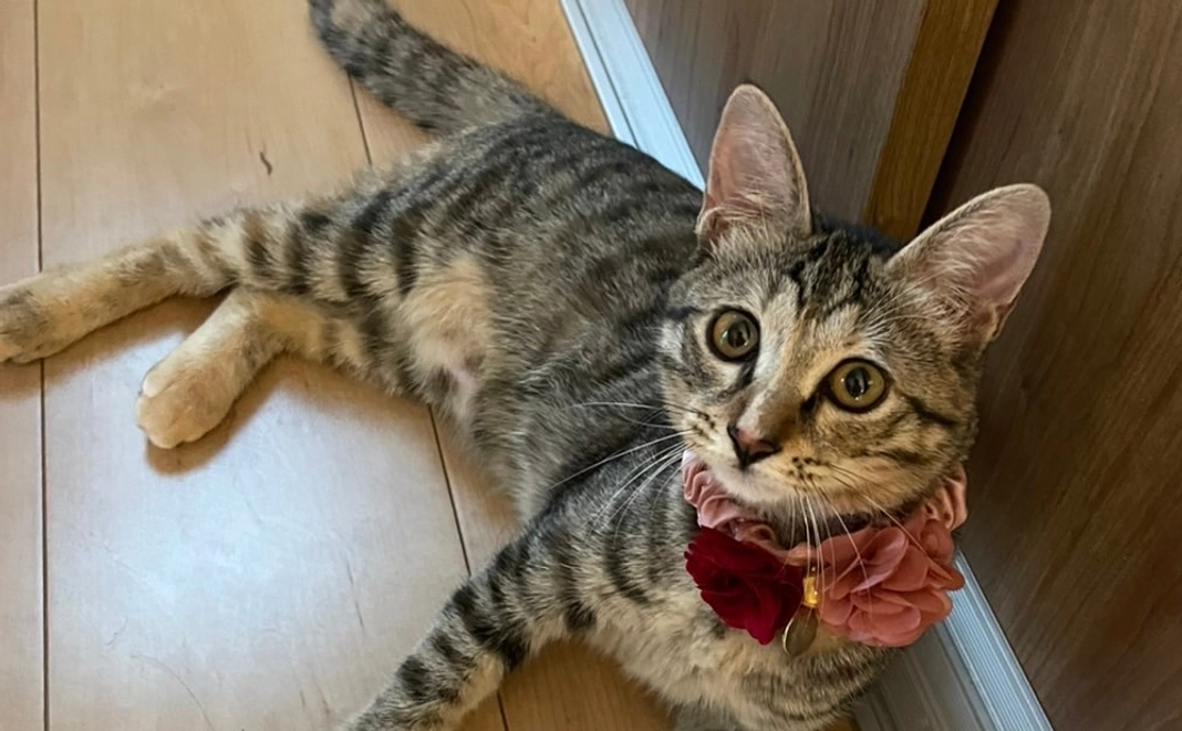 「5千円」寄附コース