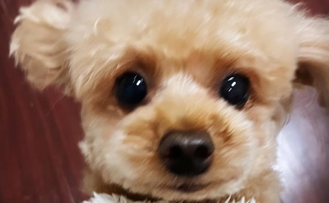 『1,000円②』リターン不要の方