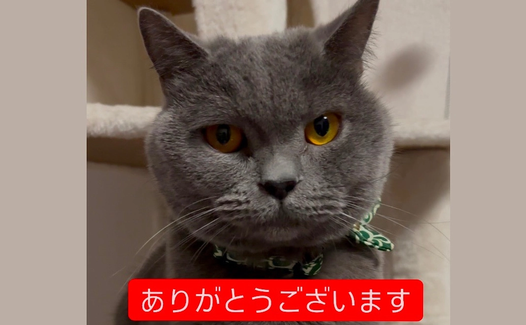 ごんを助けてくださる10000円・リターン不要の方はこちら