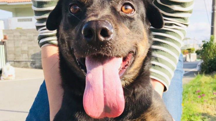 僕、頑張るよ! パク君の訓練費援助を募らせて下さい!