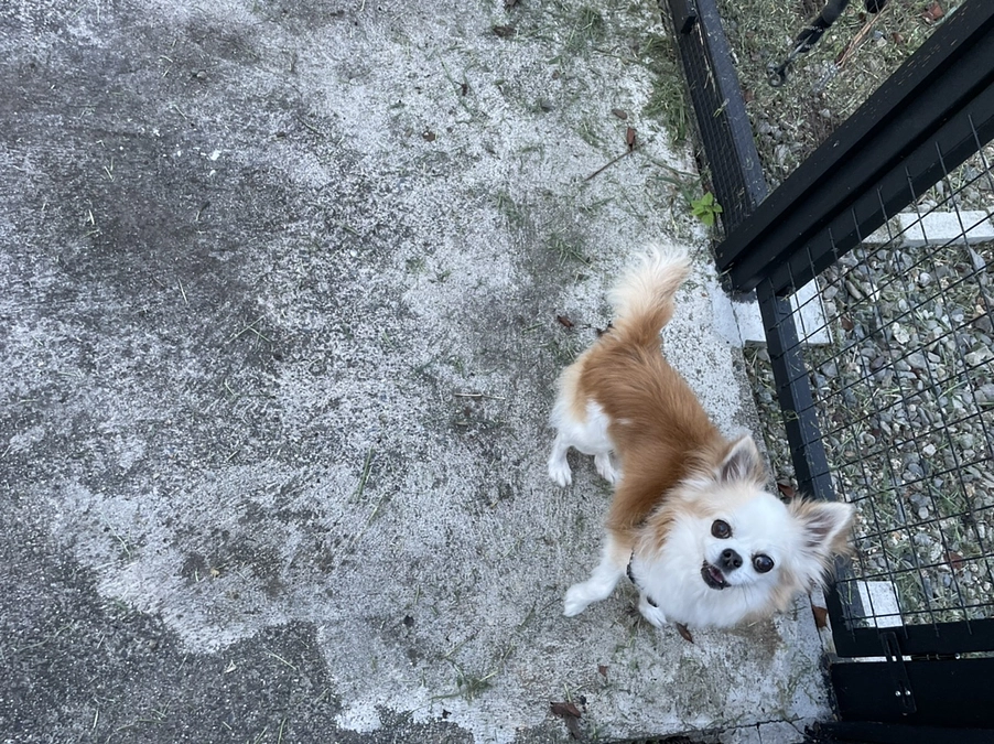 動物の治療費も値上げ激しいです…