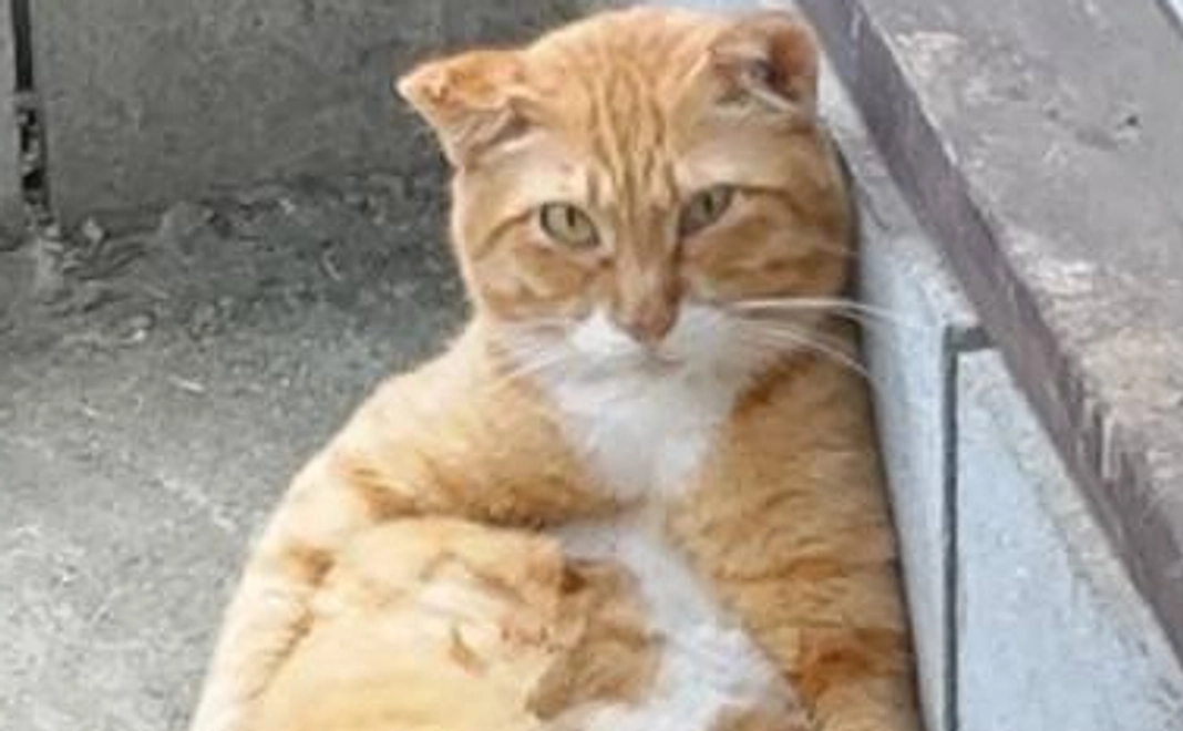 毎月3000円コース