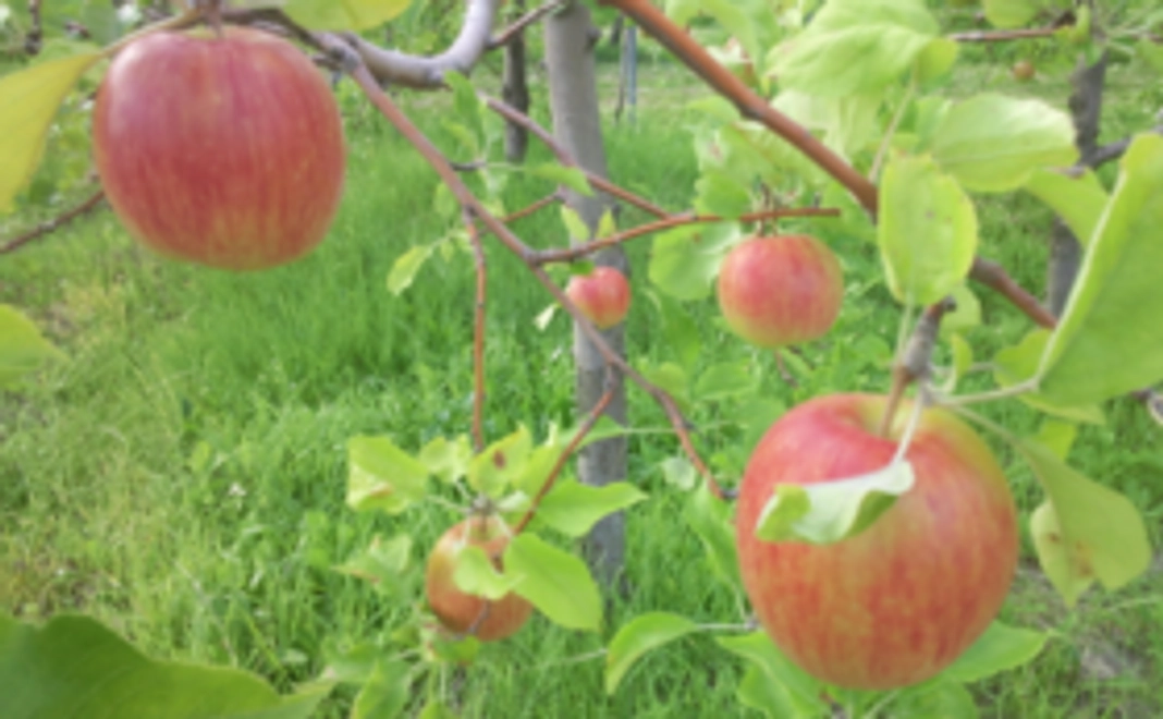 超早生林檎　恋空＆しおりの詩　2㎏（約6個）　＆　ドライアップル１袋