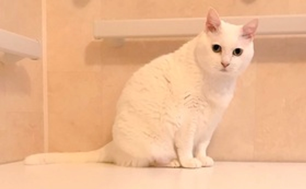 感謝のメール&猫写真