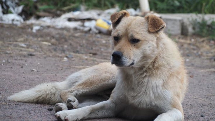 ワンちゃんたちを助けたい！多頭飼育崩壊現場の救済にご協力ください！