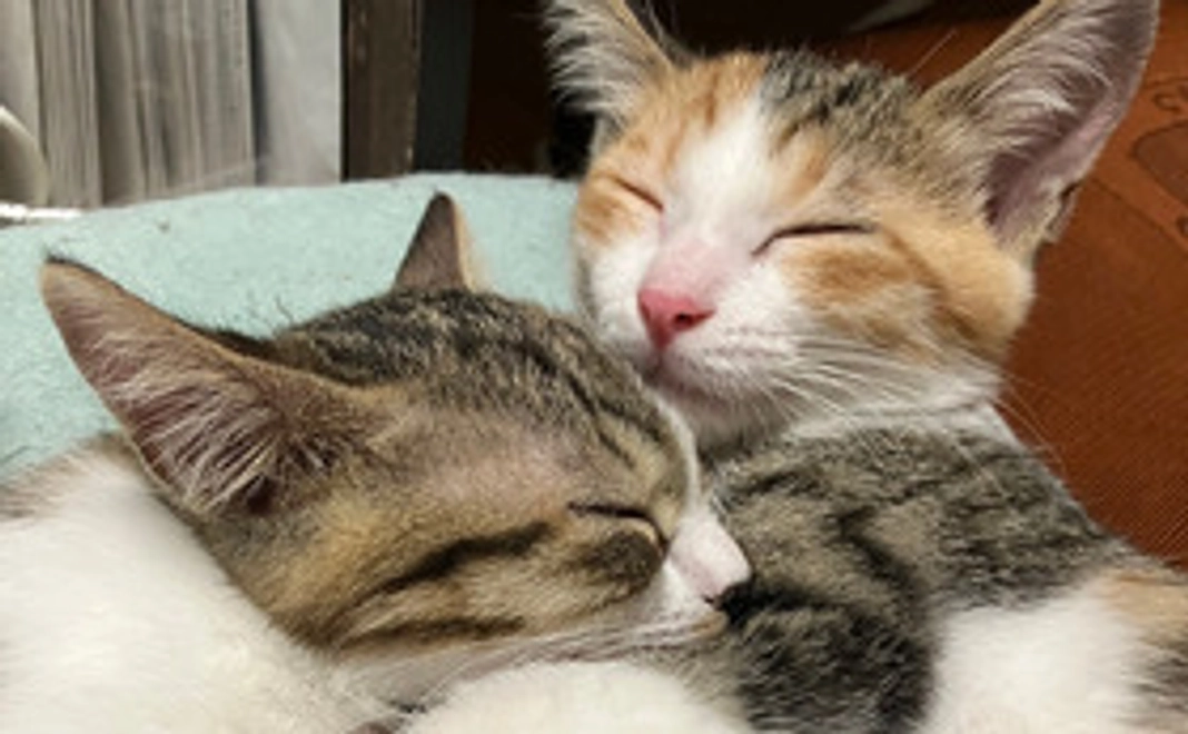 お礼と活動報告メール②