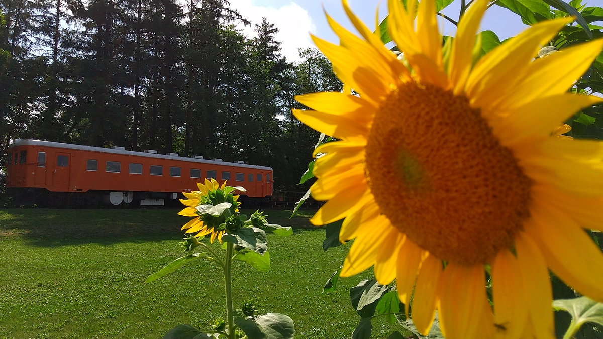 活動報告第３弾！　　今年も幸福駅にひまわり咲いたよ！～ひまわりの絆プロジェクト～