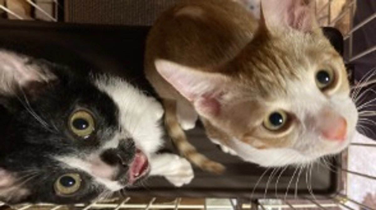 プロジェクト成功のお礼