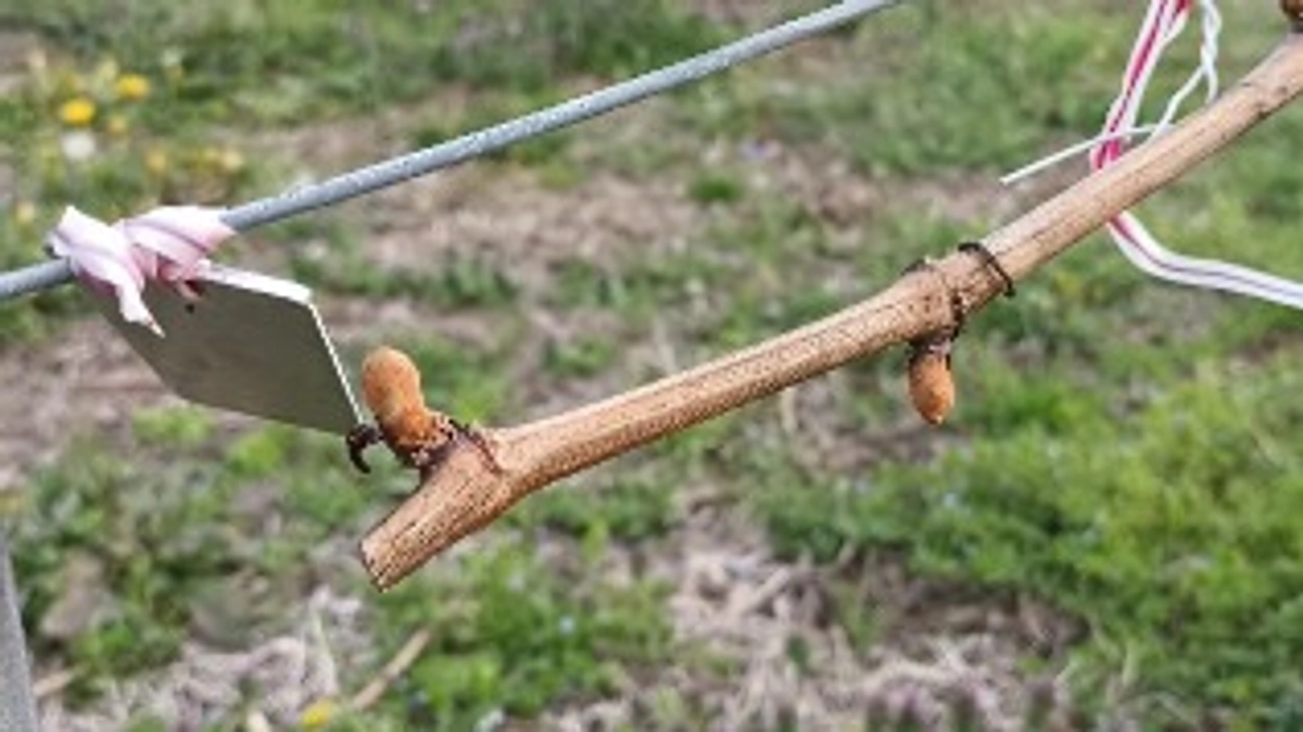 2025年シーズンの始まり