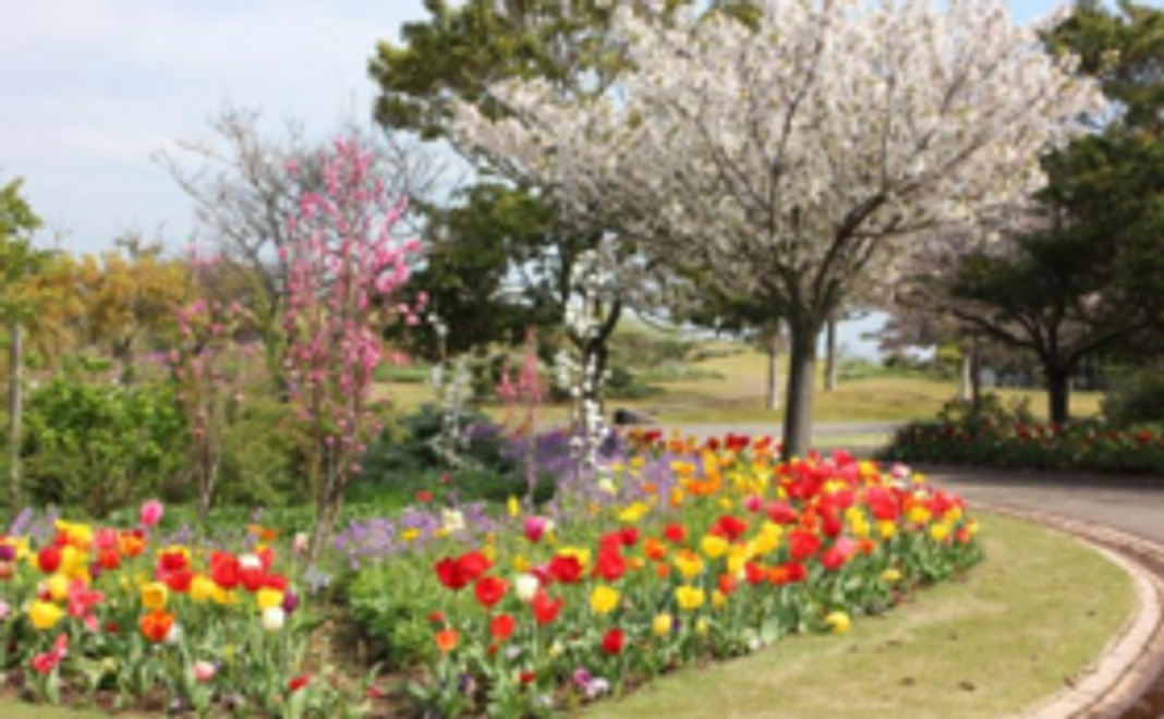 お気軽応援コース