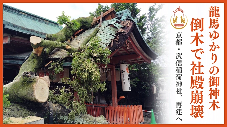 坂本龍馬ゆかりの御神木、倒壊。京都・武信稲荷神社「希望の再建」へ