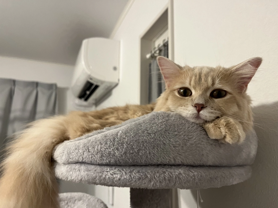 クラウドファンディング開設から3週間