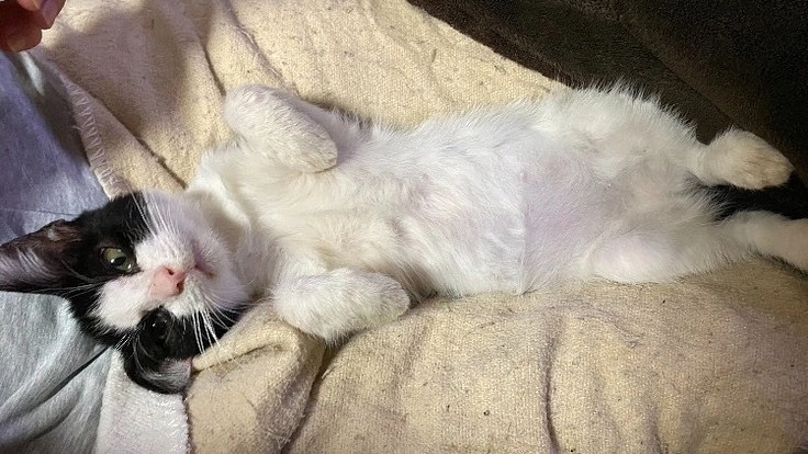 猫伝染性腹膜炎（FIP）の治療にご支援ご協力よろしくお願いします