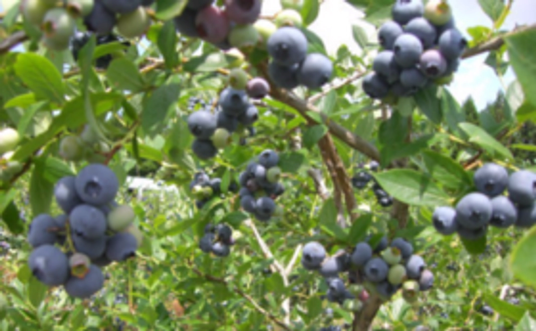 心を込めたお礼のメッセージと遠野市の観光案内