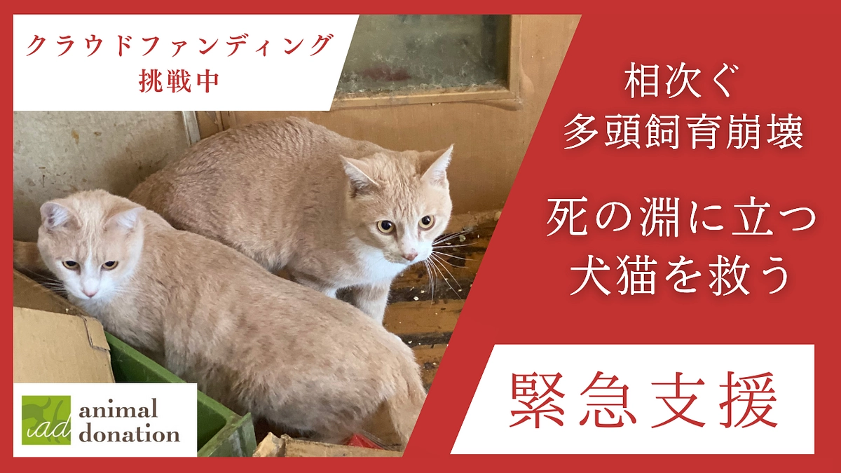 【新プロジェクト始動！ご寄付のお願い】1000頭以上の犬猫を支えた基金をもう二度と、止めないために！