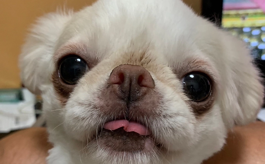 こむぎへの支援２