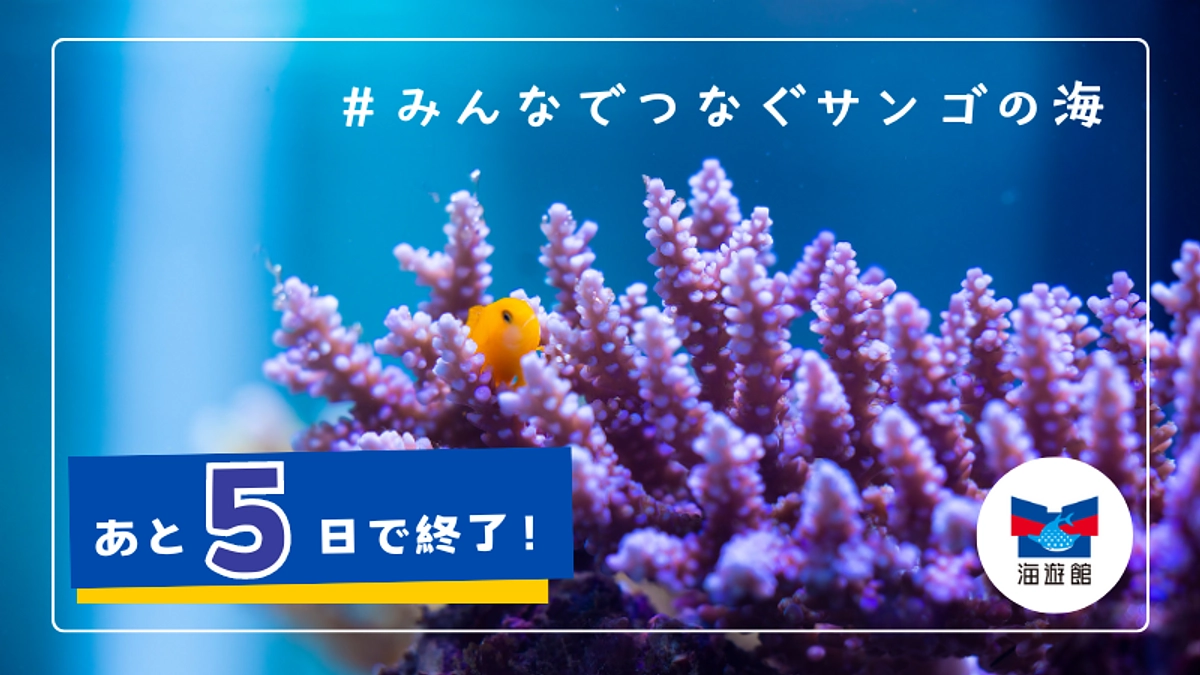 【残り5日】リターン紹介｜「みんなでつなぐ 海遊館動画コース」