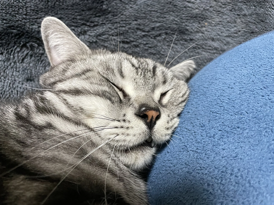 本日の銀時(投薬48日目)