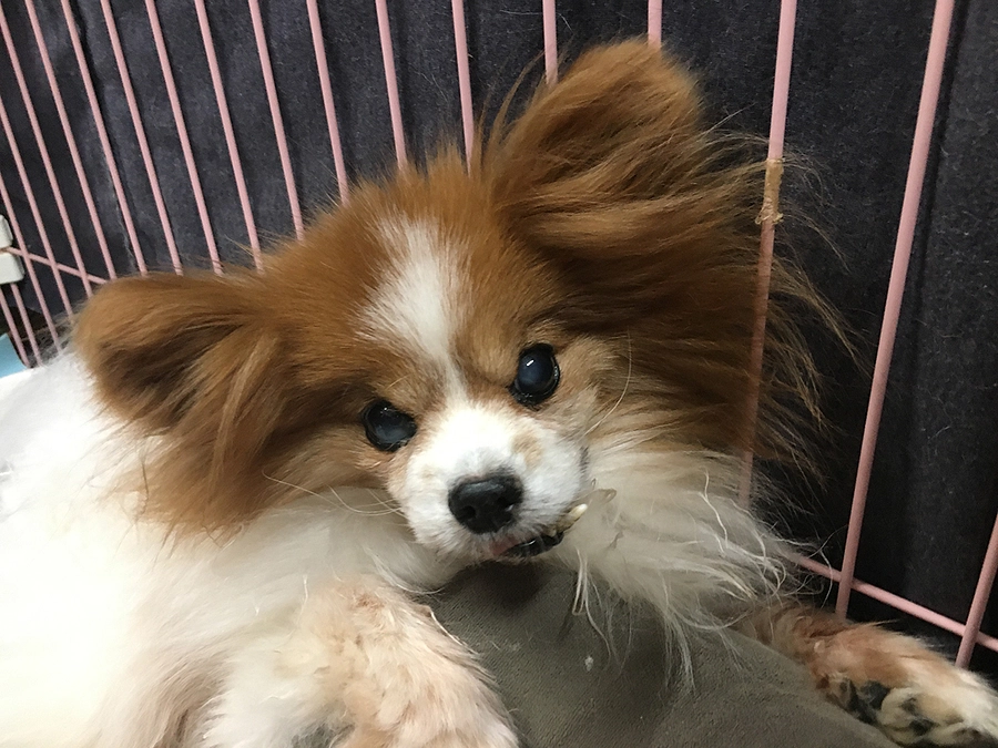 腸が弱いピーチは下痢が続くことがあります