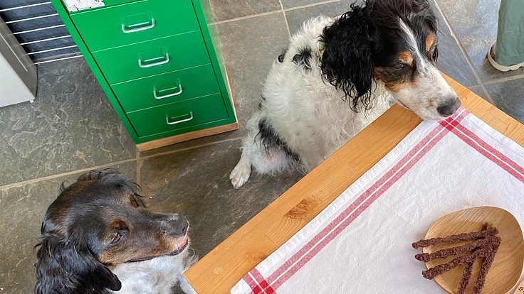 愛犬の食の安全、駆除される鹿、減る猟師 三方良しの犬用無添加おやつ