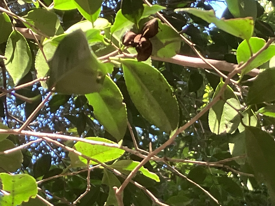 R7.1.25 原木玉切り、椿の開花、実生苗実践、今後の予定