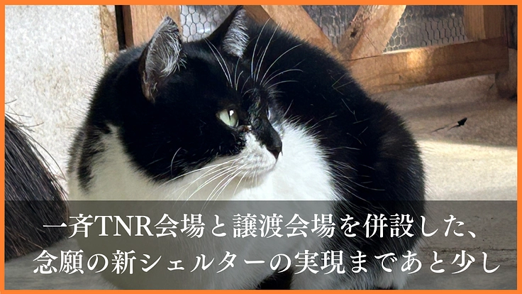 野良猫がいない未来へ｜一斉TNR会場を併設した新シェルターの開設へ 6枚目