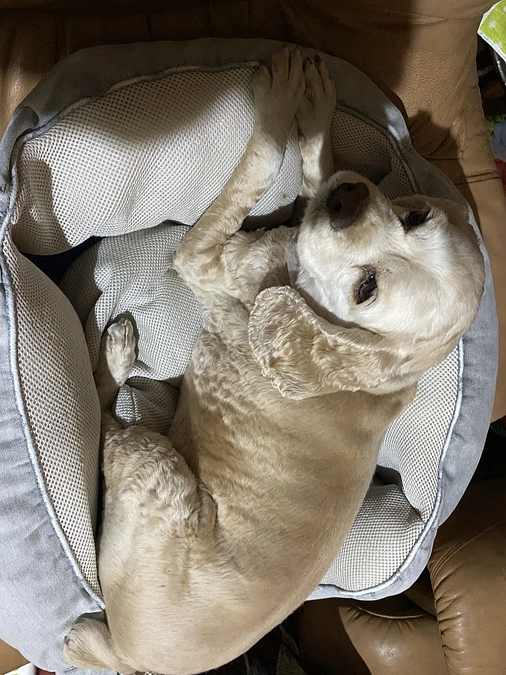 あと20日です　ロレンツア応援お願い致します　お願い致します！