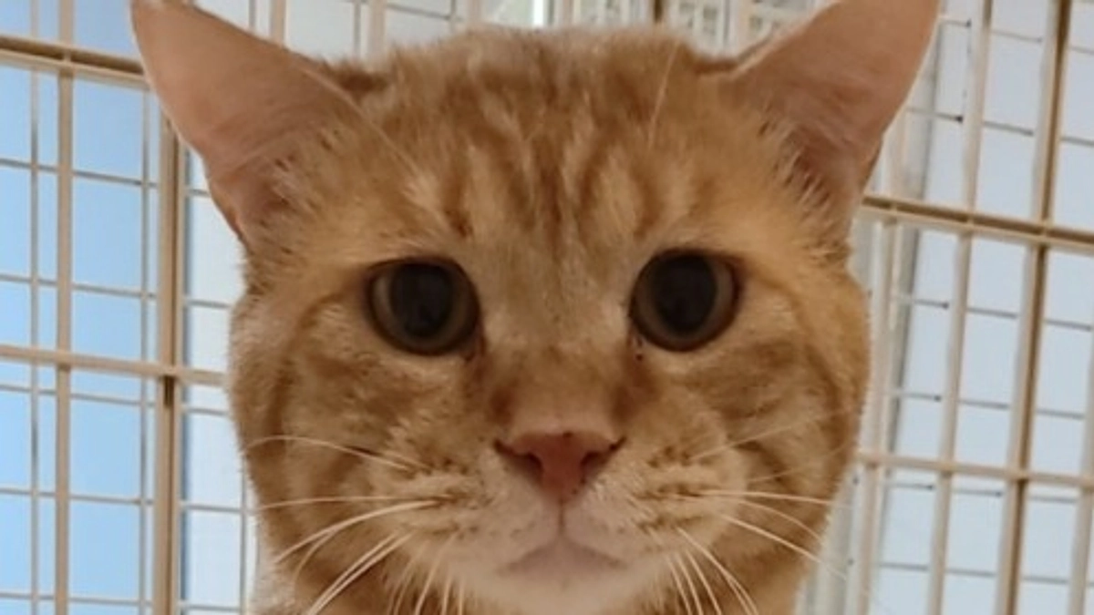 【第一関門まであと266,000円です！】「ちゃいろ」が見つかった日の話。