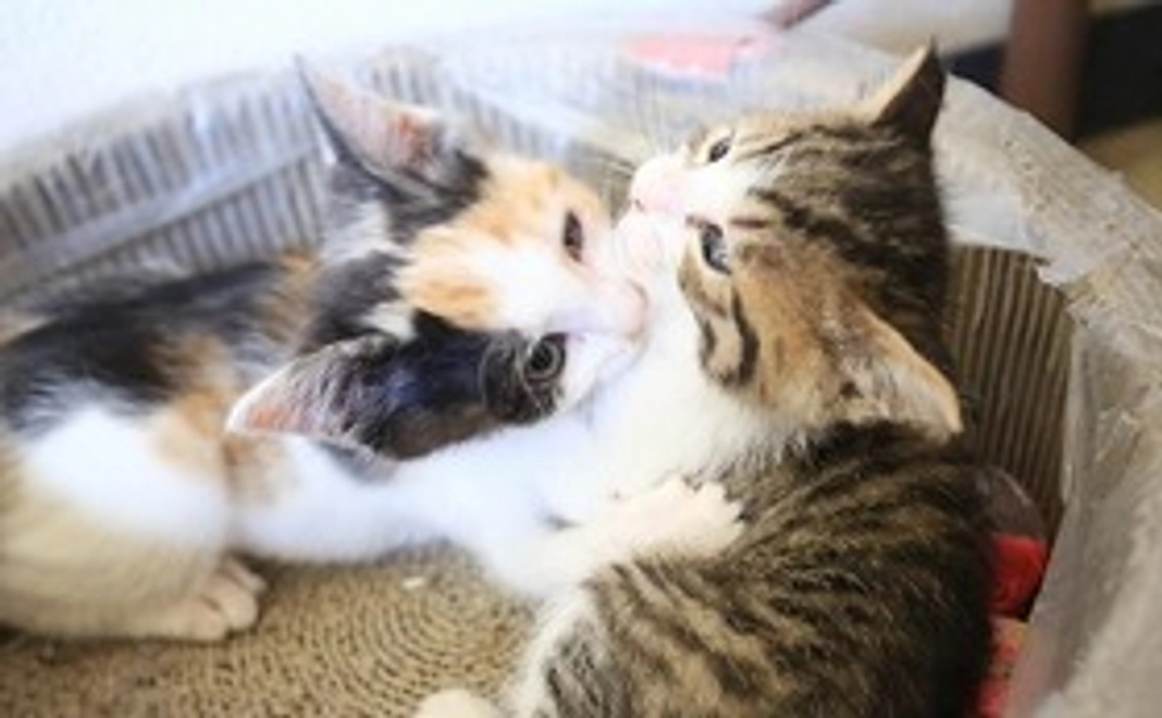 【応援コース】サンクスメール・報告書