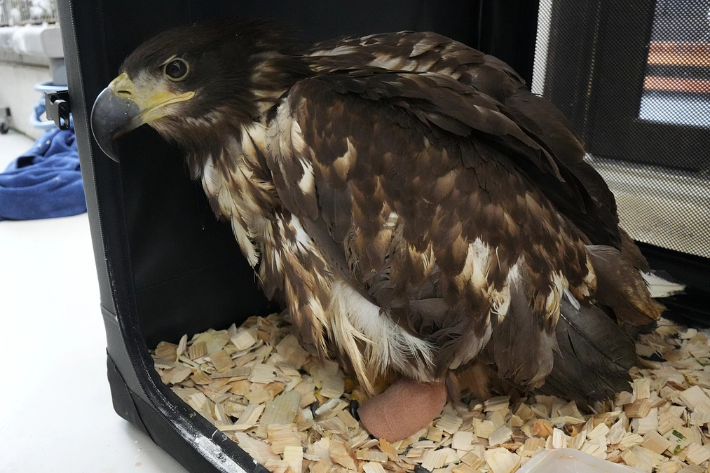 新しい義足を作ってみた（ちとせちゃん）