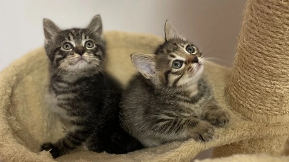 （一社）ふくにゃん　立ち上げから1年になりました。