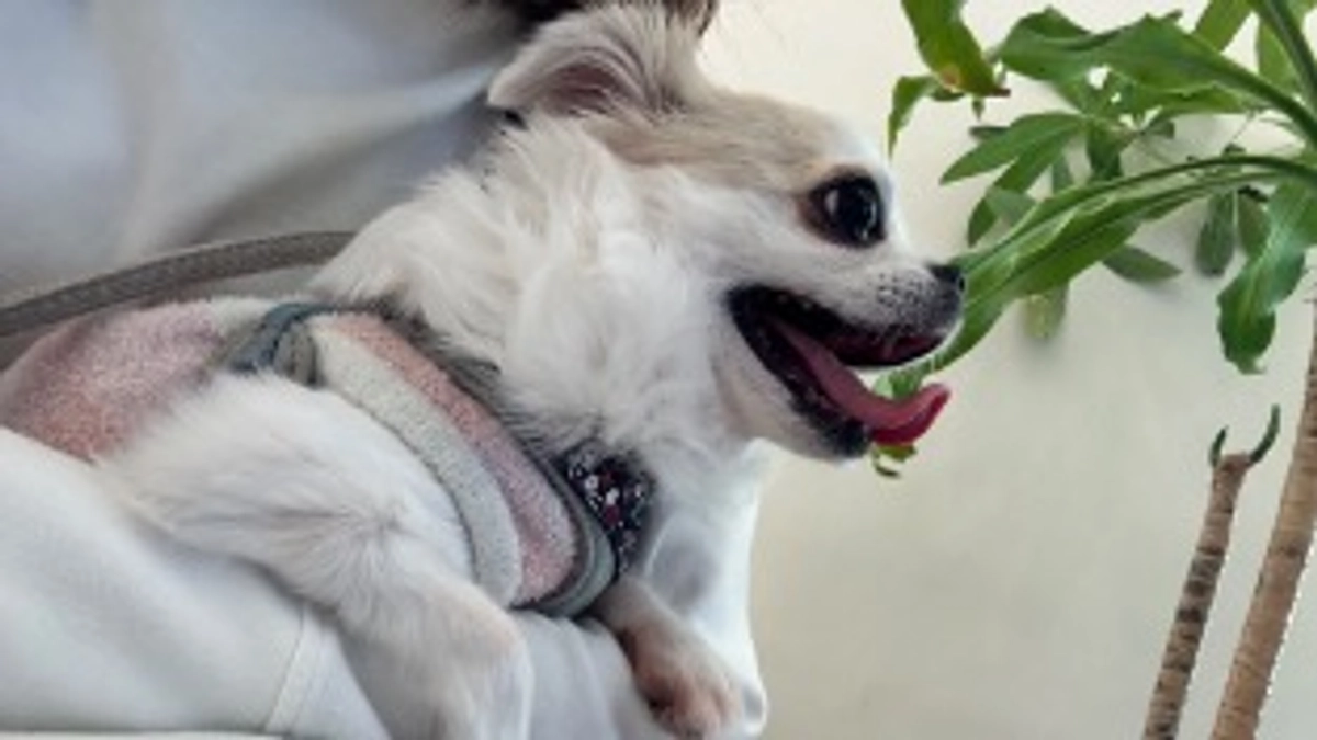 残り16日　達成率57%